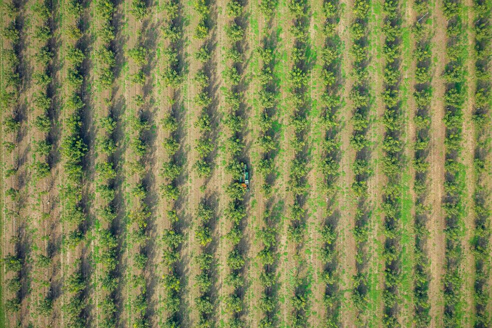 La coltivazione di noci da frutto ripresa da un drone