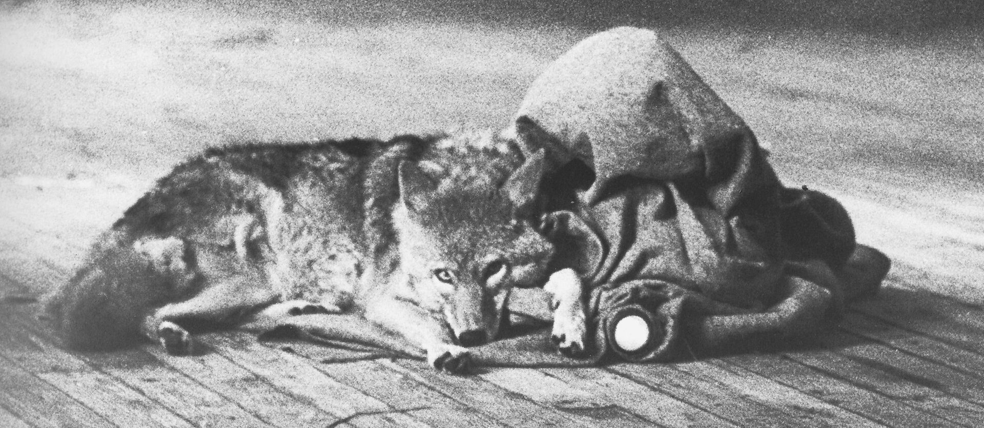 Film Streaming: Joseph Beuys: I like America and America likes me