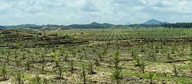 Tras la rápida tala de selva tropical para las plantaciones de aceite de palma, como sucede aquí en Borneo, se ha observado un aumento de los casos de malaria. 