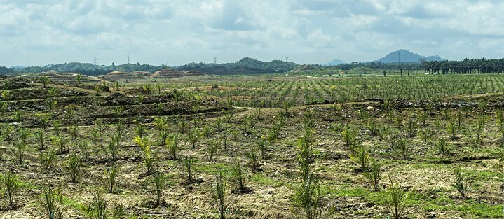 Nach der rasanten Abholzung von Regenwald für Palmölplantagen wie hier auf Borneo wurde ein Anstieg an Malaria-Erkrankungen festgestellt.