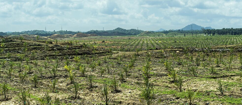 Após o rápido desmatamento da floresta tropical para o cultivo de palma para produção de óleo, como em Bornéu, observou-se um aumento dos casos de malária.