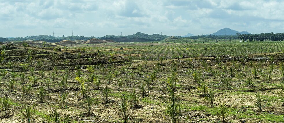 After the rapid clearing of rainforest for palm oil plantations, as here in Borneo, an increase in malaria cases has been noted. 