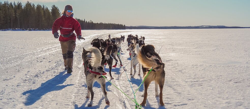 芬馬克狗拉雪橇大賽光是報名費，就高達一萬四千瑞挪威克朗。