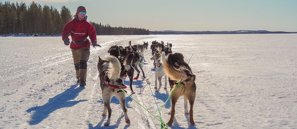 Allein das Startgeld für das Finnmarksløpet beträgt 14 000 norwegische Kronen.