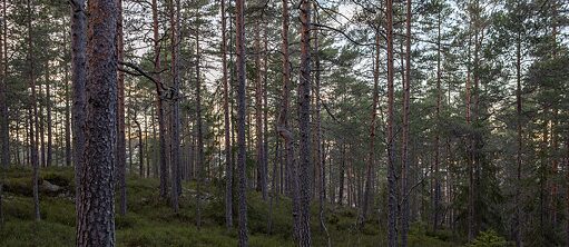 Wald in Norwegen