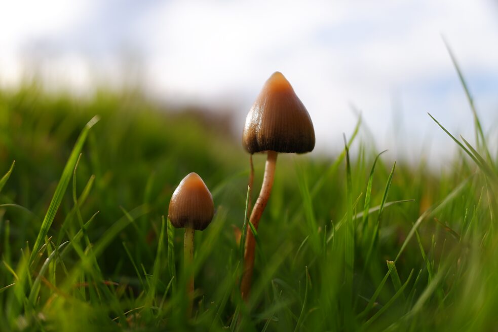 Lysohlávka kopinatá (Psilocybe semilanceata) je psychedelická houba z rodu lysohlávek.