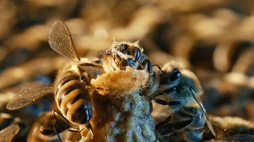 Mehrere Bienen ganz nah fotografiert