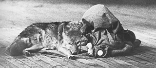 I Like America Still