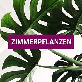 Zimmerpflanzen IG