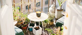 Pflanzen auf dem Balkon