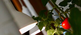 Home garden tomatoes