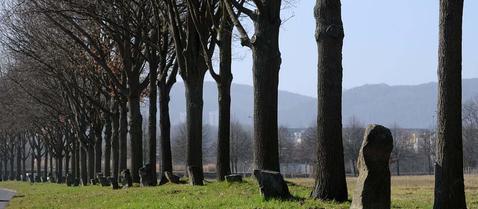 Dílo Josepha Beuyse Stadtverwaldung (Zalesnění města) změnilo vzhled města Kasselu: Pohled na alej vzrostlých dubů, které umělec vysadil před téměř 40 lety u příležitosti výstavy documenta.