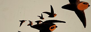 Illustration of flying birds