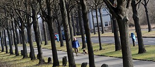 “7,000 Oaks”: Joseph Beuys’ art installation for the documenta 7 continues to shape Kassel’s cityscape to this day – a dog walker strolls up an avenue of Beuys trees thirty years later in 2012.