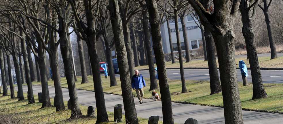 “7,000 Oaks”: Joseph Beuys’ art installation for the documenta 7 continues to shape Kassel’s cityscape to this day – a dog walker strolls up an avenue of Beuys trees thirty years later in 2012.
