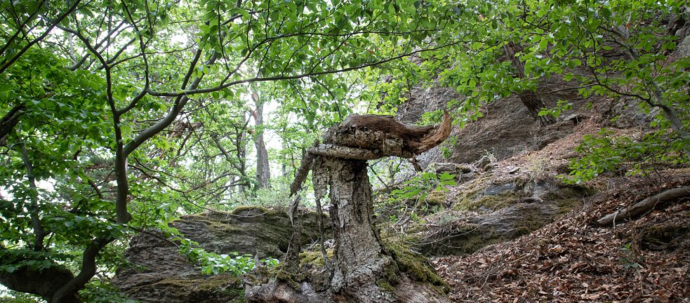 Der Wald, perfekter Schauplatz für Mythen und Sagen.