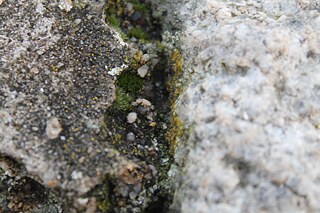 Photo Crack &copy; (C) Laragh Conroy Crack