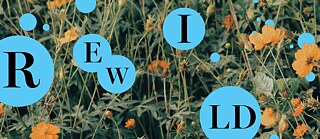 Blumenwiese mit Schriftzug Rewild