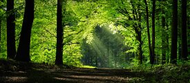 Sakslaste suhe metsarohelusse on ambivalentne: seda austatakse, ei kaitsta aga kaugeltki mitte piisavalt.