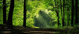 Vztah Němců k zalesněným plochám je značně ambivalentní: Les je uctíván, ale ani zdaleka ne dostatečně chráněn. 