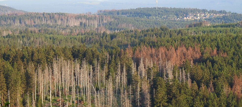 Manam draugam kokam ir problēma: vairāku gadu sausums, vētras un, galvenais, mizgraužu invāzija ir nodarījuši lielu postu Vācijas mežaudzēm. Jaunākā ziņojuma par mežu postījumiem apsekojumi ir vieni no sliktākajiem kopš 1984. gada, kad šos datus sāka apkopot. 