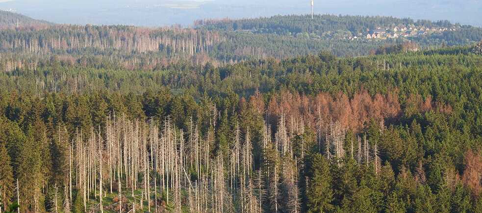 Mein Freund, der Baum, hat ein Problem: Insbesondere mehrere Dürrejahre, Stürme und vor allem Borkenkäferbefall haben dem deutschen Waldbestand reichlich zugesetzt. Die Erhebungen des aktuellen Waldschadensberichtes gehören zu den schlechtesten seit Beginn der Aufzeichnungen 1984. 