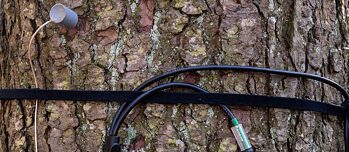 Detailní záběr ukazuje několik kabelů přivázaných ke kmeni stromu.  