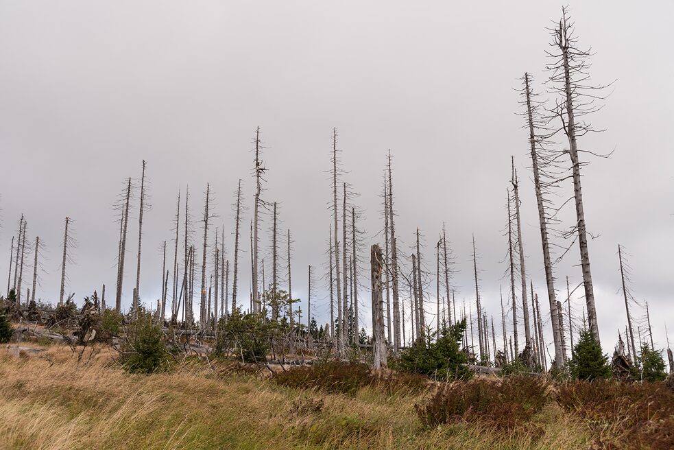 In Deutschland fallen seit 2018 große Waldflächen der Hitze und starkem Schädlingsbefall zum Opfer. Eine Folge des Klimawandels, aber auch der Bewirtschaftung mit Monokulturen