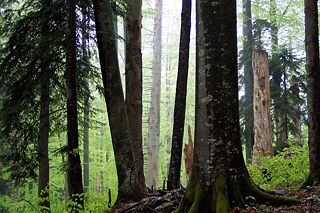 Absterbende Bäume schaffen in einem gesunden Ökosystem Lebensraum für viele Arten.