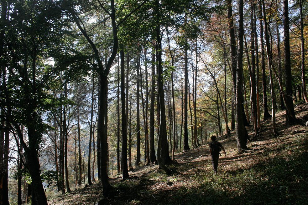 In Italien breiten sich die Wälder aus, weil der Mensch sich vor allem aus den Bergen zurückzieht.