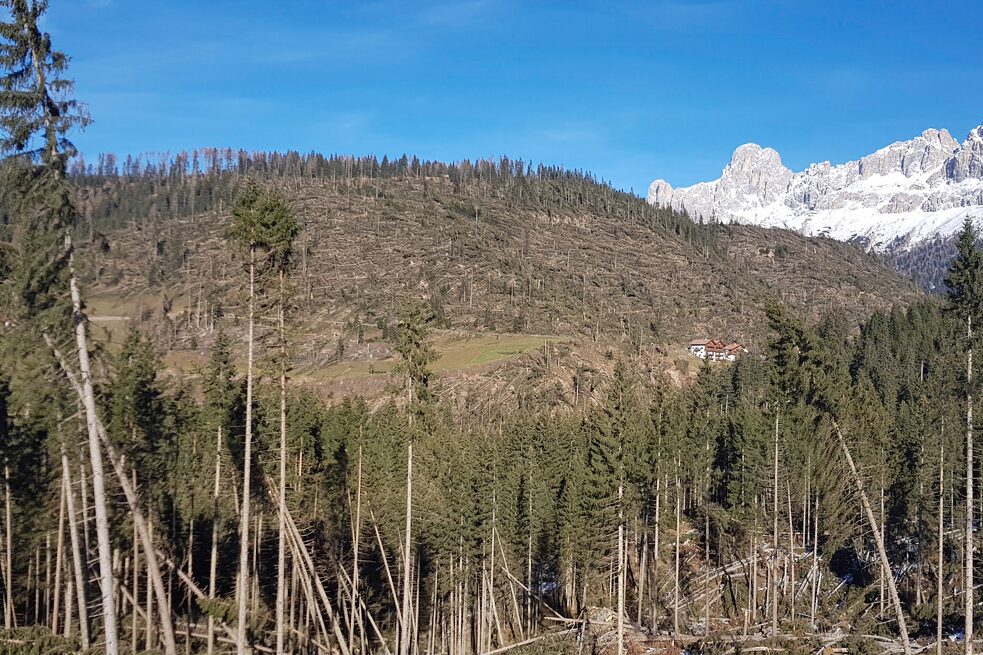 Nel 2018 la tempesta Vaia ha distrutto vaste superfici di foreste alpine di conifere nel nord-est italiano.