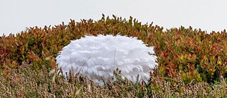 Ute Behrends Werk Lampshade with Feathers, Fotografie eines lampenschirmartigen Objekts aus Federn im Gras.