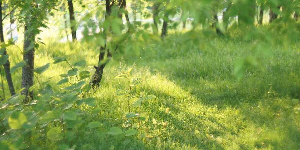 Wald