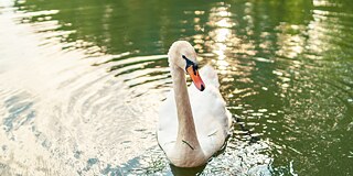 Schwan im Stadtteich