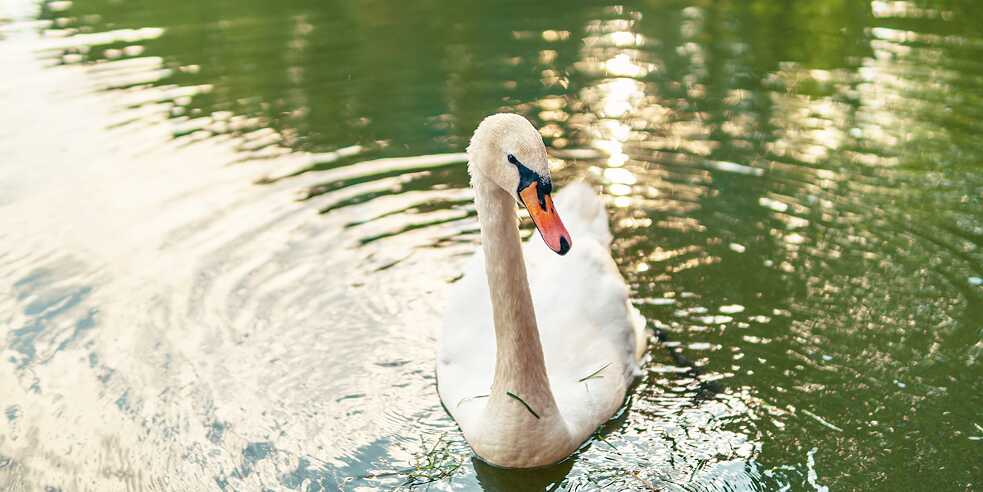 Schwan im Stadtteich