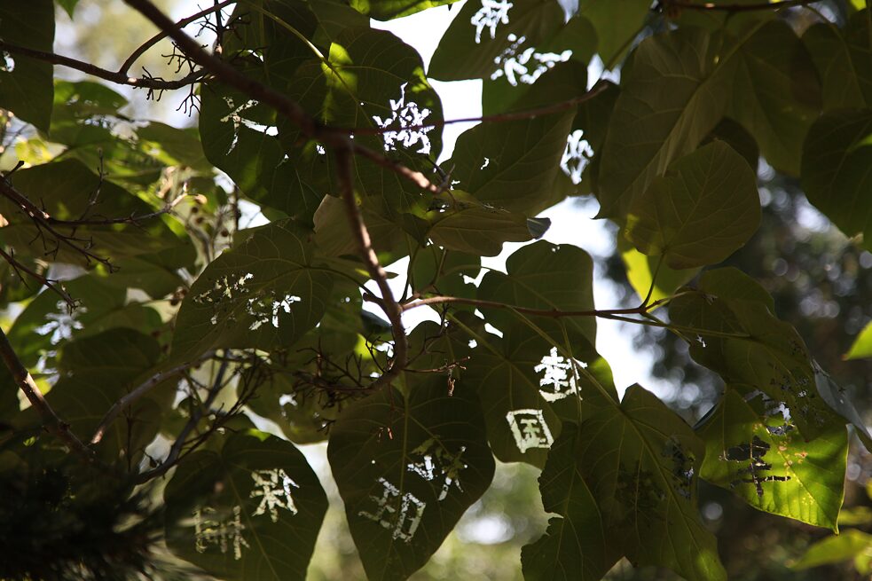 Im August 2020 fiel dem Künstler Zhang Xinjun (张新军) im Pekinger Stadtteil Shunyi ein Blauglockenbaum am Straßenrand auf. Er brauchte über einen Monat um aus persönlicher Erinnerung und mit Hilfe seiner Familie die über 400 Namen der Bewohner seines Geburtsorts Zhanglidong, einem der Stadt Houzhai angegliederten Dorf in der Provinz Henan, zusammenzutragen. Schließlich schnitzte er Namen für Namen in die Blätter des Blauglockenbaums. Die Sonne schien durch die geschnitzten Namen auf die Erde und im Herbst ließ der Wind das Laub zusammen mit den Namen zu Boden fallen. Doch im nächsten Jahr wird es neue Blätter geben. Das Dorf Zhanglidong wurde 2015 abgerissen und 2018 innerhalb der südlichen vierten Ringstraße der Stadt Zhengzhou wiederaufgebaut.