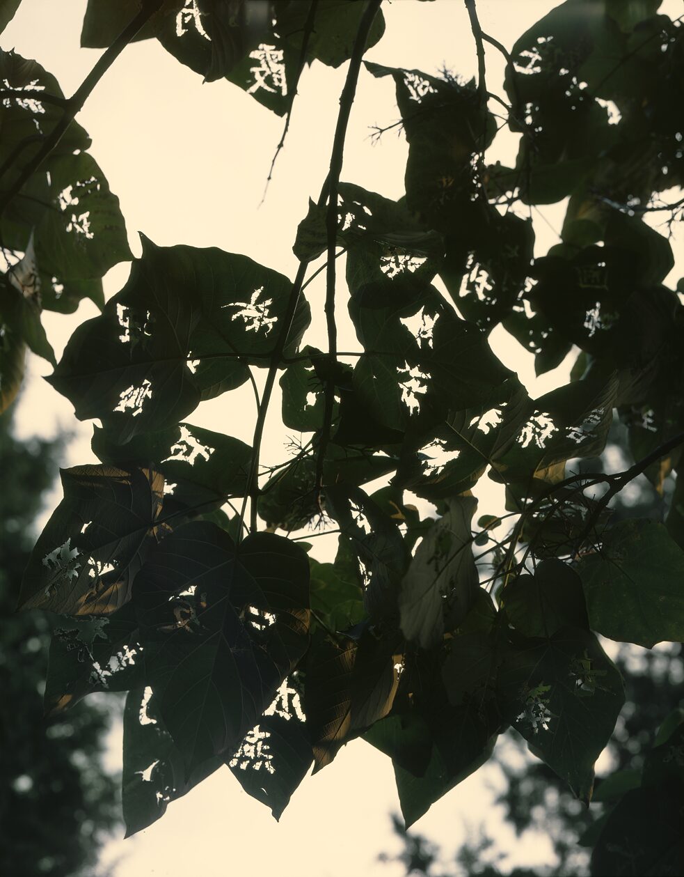 Außenaufnahme des Kunstwerks „Blauglockenbaum" von Zhang Xinjun, 2020. 