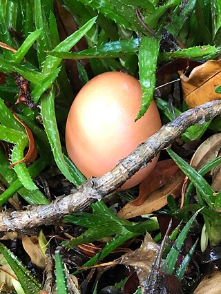 Fünf Sätze Kunst: Eier 