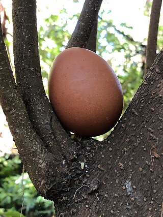 Fünf Sätze Kunst: Eier 