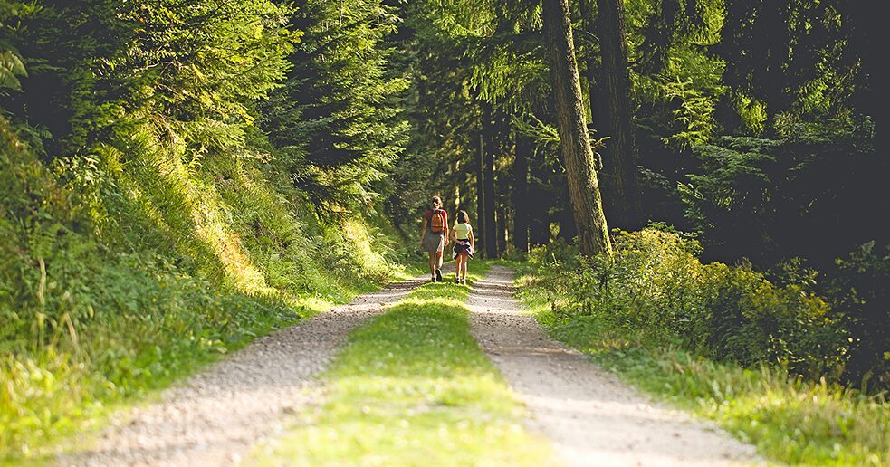 The Black Forest The Black Forest