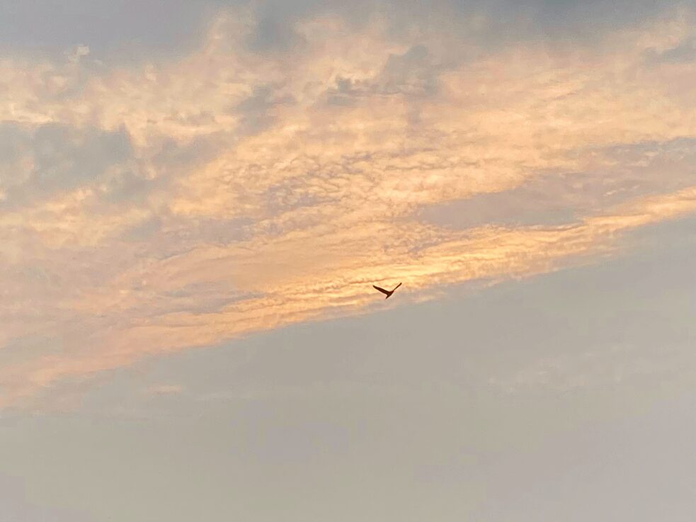 Vor einem tiefroten Abendhimmel hüpfen Vögel auf den Stromleitungen auf und ab, dass es aussieht wie eine Notenschrift.