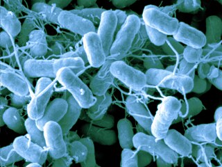 นักวิจัยสามารถพิสูจน์ได้เป็นครั้งแรกจากตัวอย่างของเชื้อซาโมเนลล่านั้นว่าหากเกษตรกรและสัตว์อาศัยอยู่ด้วยกันอย่างใกล้ชิดจะทำให้เกิดโรคอุบัติใหม่ได้