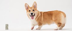 Sie sehen hier ein Prachtexemplar von einem dicken Corgi