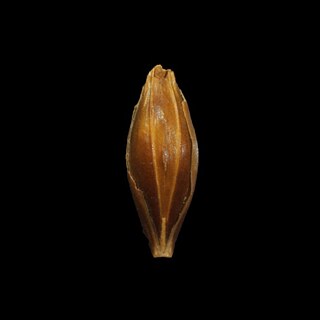 Ein mehr als 6000 Jahre altes Gerstenkorn – gefunden in einer Höhle in der Nähe des Toten Meeres.