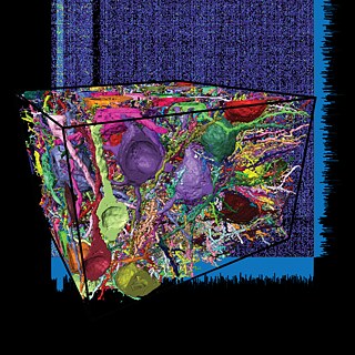 Una pequeña parte de la corteza cerebral de un ratón, reconstruida con un software de procesamiento de imágenes basado en IA. 