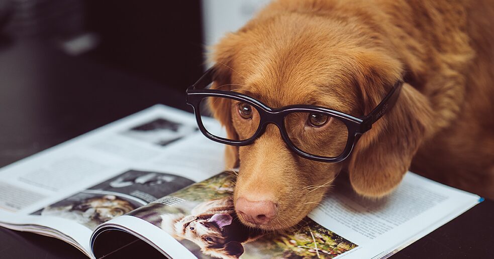 Dog Reading Magazine