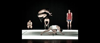 a male ant has straight antennae © Soumita Bhattacharya