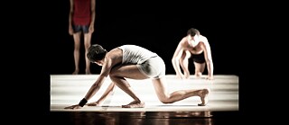 a male ant has straight antennae © Soumita Bhattacharya