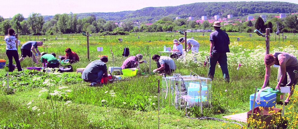 Welche Faktoren beeinflussen die Biodiversität? Mehr als 500 Versuchsflächen werden untersucht.