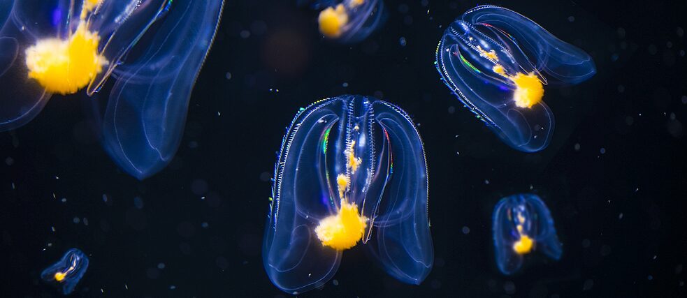 Qora falluslarning yaqin fotosuratlari